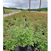 Zephirine Drouhin Climbing Rose