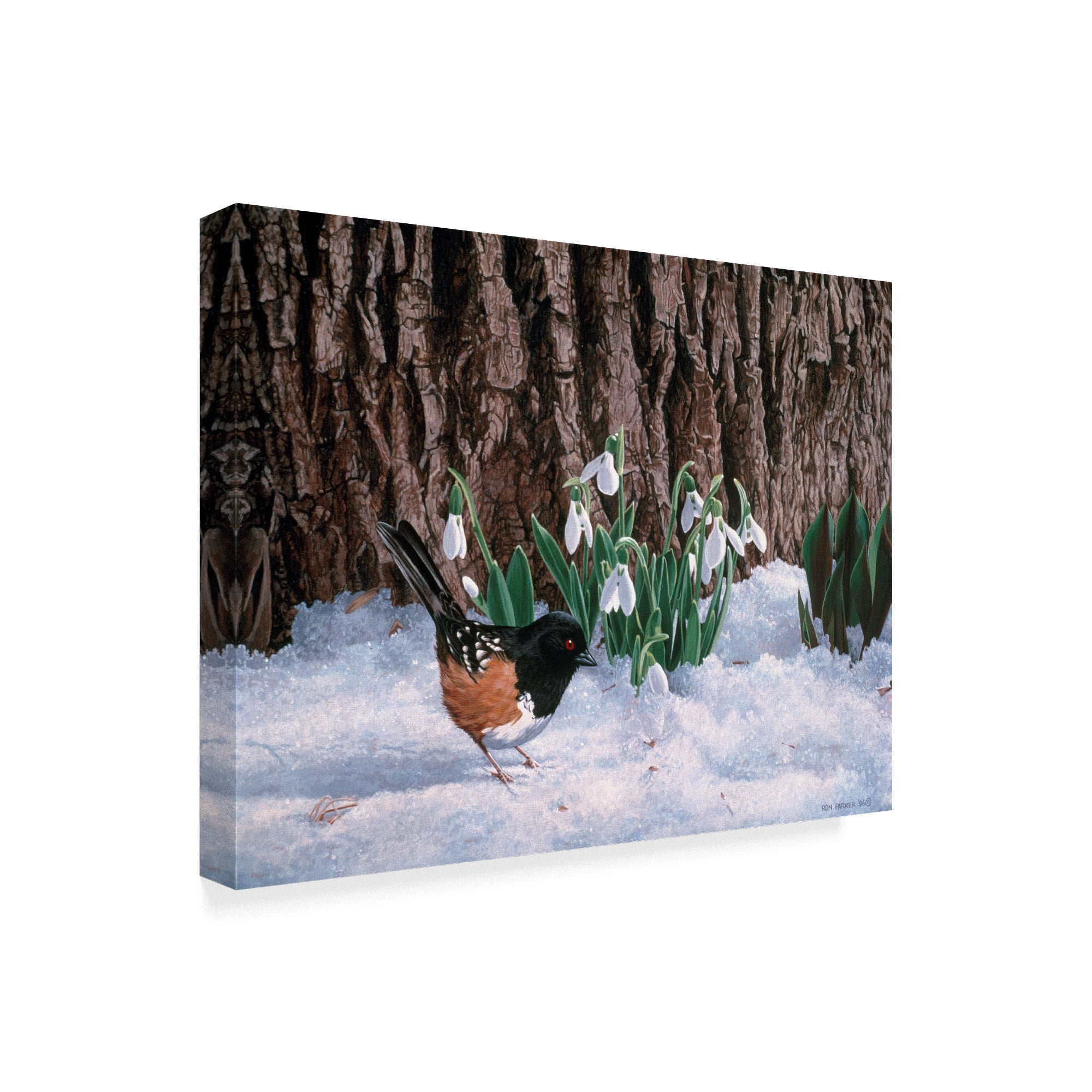 Trademark Fine Art 'Snowdrops' Canvas Art by Ron Parker