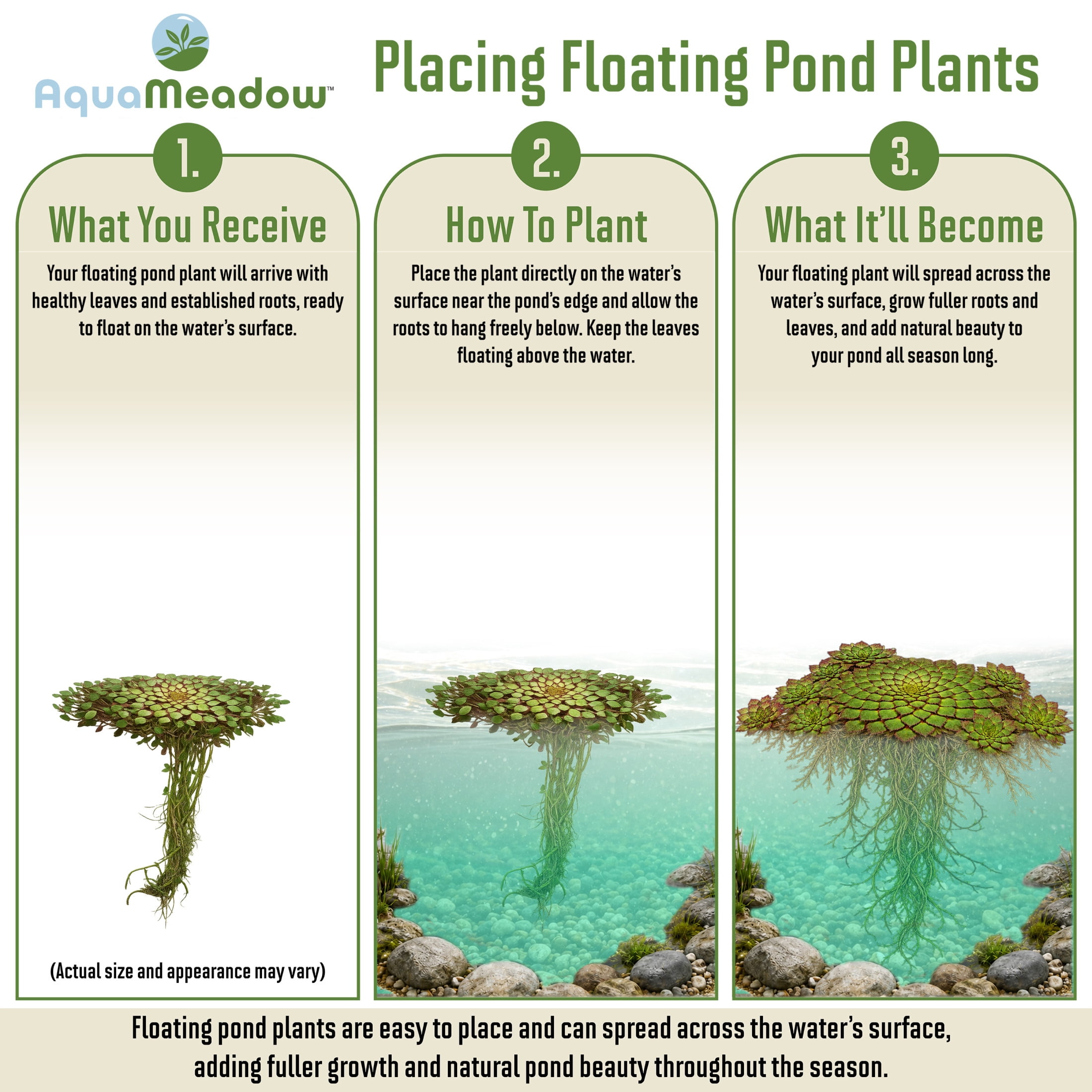 AquaMeadow Floating Pond Plant Bundle