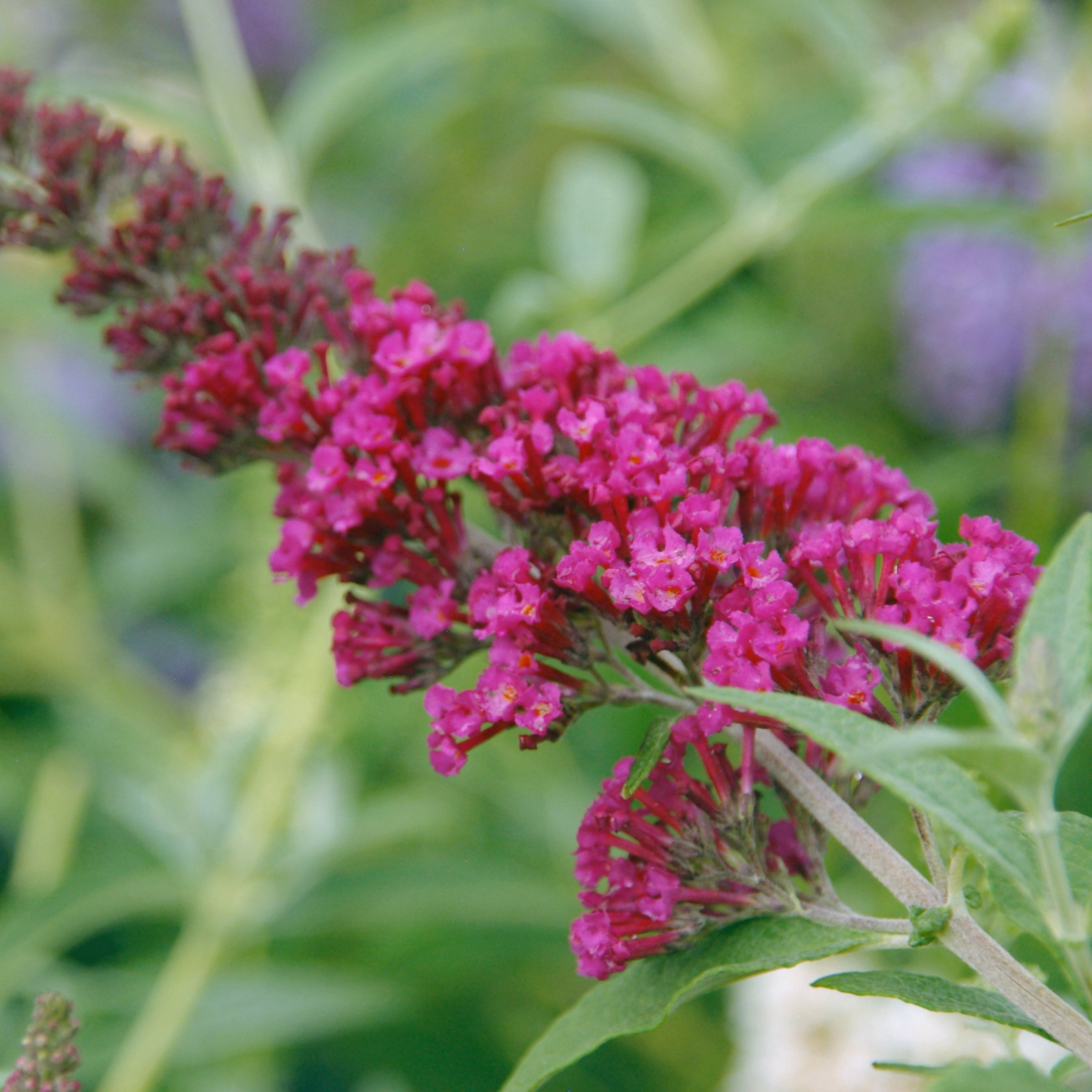 National Plant Network 3.25 in. Buddleia Magenta Buzz (4-Pack)