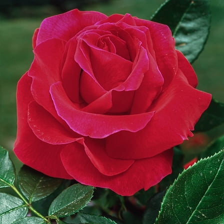 Mister Lincoln Dormant Bare Root Hybrid Tea Rose, Includes one dormant plant per order