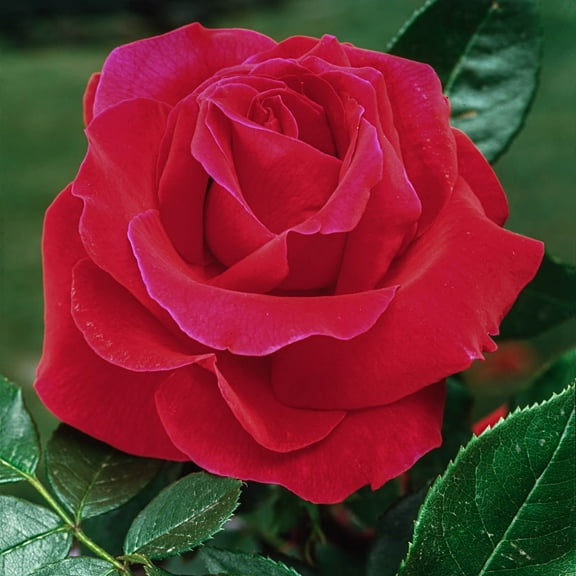 Mister Lincoln Dormant Bare Root Hybrid Tea Rose, Includes one dormant plant per order
