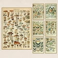 thumbnail image 2 of Retro Poster Mushroom Biological Figure Decorative Painting Core Teaching Study Living Room Canvas Painting, 2 of 5