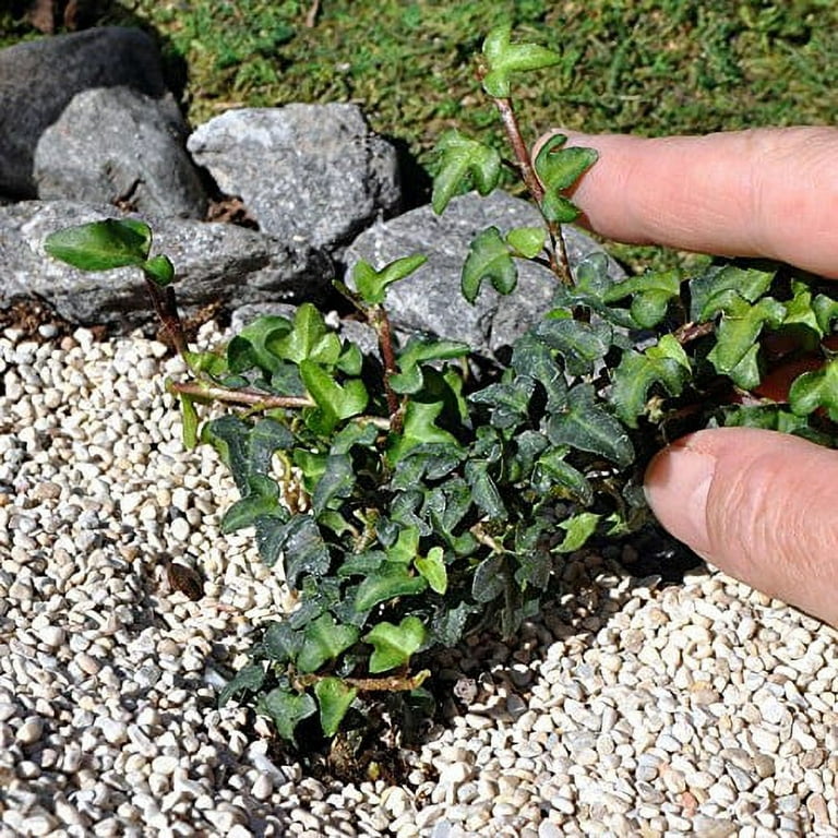 Dollhouse Miniature Plant English Ivy Wreath 1/12 Scale 