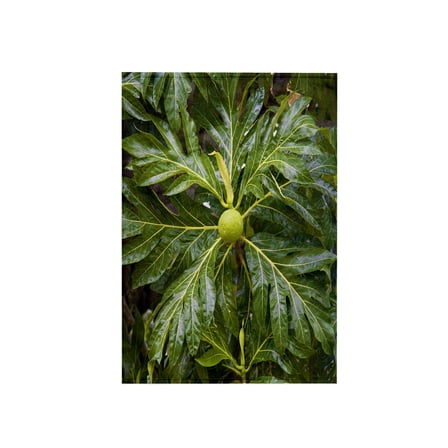3dRose, Breadfruit tree, Moorea, French Polynesia - OC13 DPB0078 - Douglas Peebles, 15x22 Hand Towel