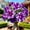 C, variant on Desert Rose, Low Maintenance - Easy Grow - Ideal for Beds Borders, Plant Pots & Planters