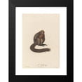 thumbnail image 2 of Jean-Baptiste Audebert 17x24 Black Modern Framed Museum Art Print Titled - Le Saki (1797), 2 of 5