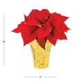 thumbnail image 3 of Holiday Time 1PT Red Poinsettia Live Annual Plant Sun 6-Pack, 3 of 9