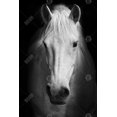 thumbnail image 3 of Cheval Monochrome - Toile 24"x36 Pouces - Impression à la Demande, 3 of 5