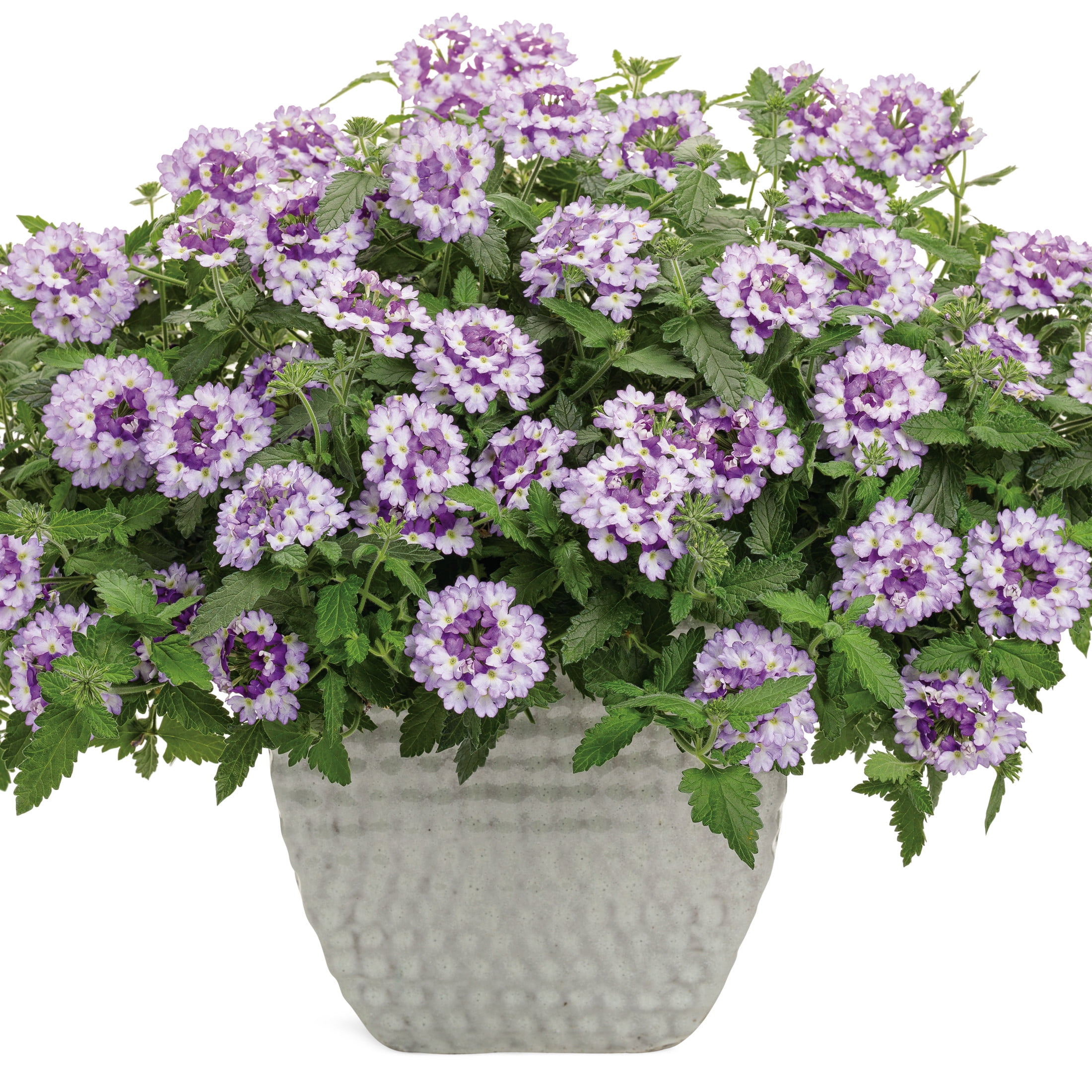 Proven Winners 4" Purple Superbena Sparkling Amethyst Verbena Live Plant in 4.25" Pot (4 Count)