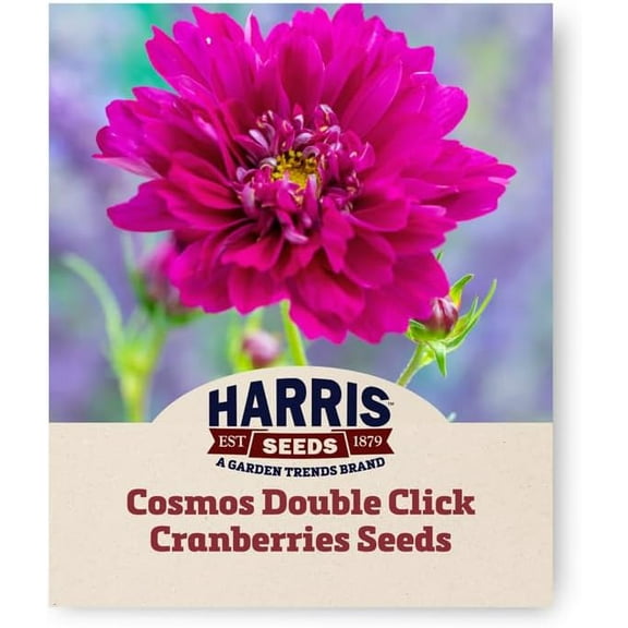 Harris Seeds - Cosmos Double Click Seeds Cranberries Flowers - 250 Seeds
