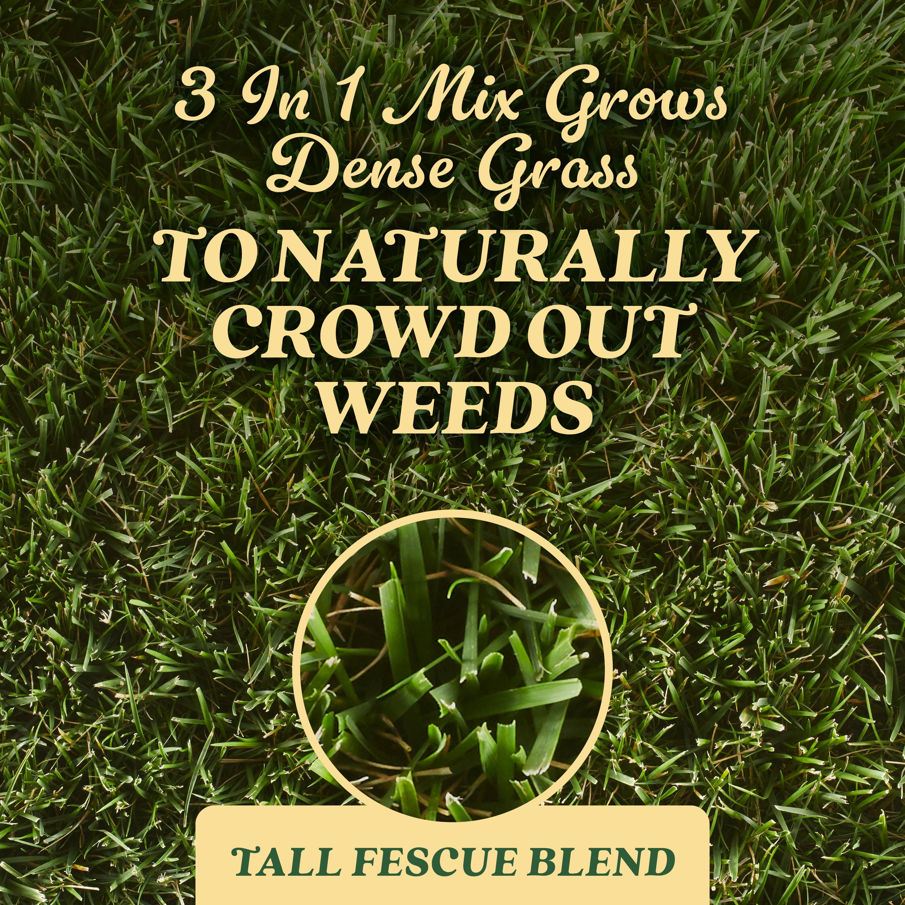 O.M. Scott and Sons Tall Fescue Blend Grass Seed, Naturally Crowds Out Weeds, 8 lbs.