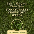 thumbnail image 6 of O.M. Scott and Sons Tall Fescue Blend Grass Seed, Naturally Crowds Out Weeds, 8 lbs., 6 of 15