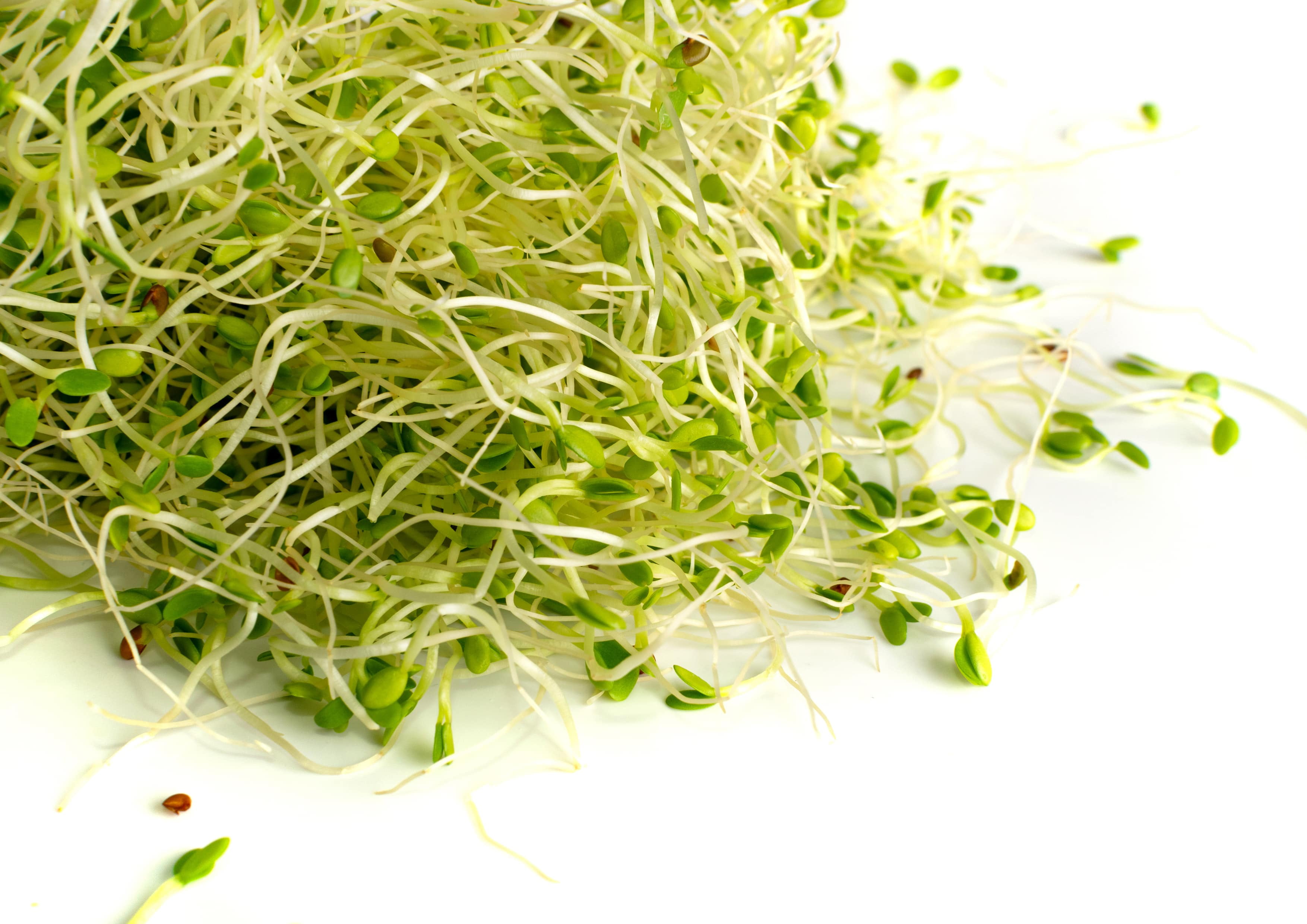 Can Dogs Eat Clover Sprouts