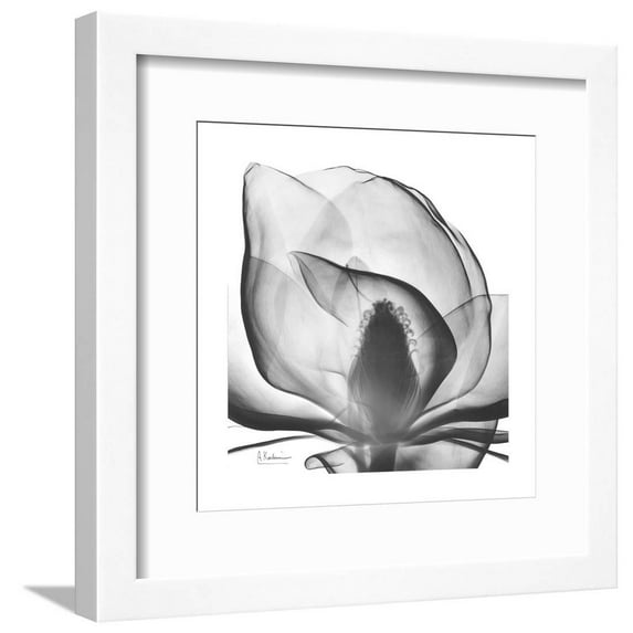 Gray Magnolia, Botanical Framed Art Print Wall Art by Albert Koetsier