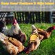 thumbnail image 4 of Uxcell 2-Pack Silla de Pollo para Gallinas, Protector de Espalda de Lona de 9.8 Pulgadas con Correa Ajustable para Gallinas [Amarillo], 4 of 7