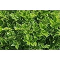 thumbnail image 5 of Green Carissa Holly Ilex  2 Extra Large 3 Gallon Plants  Ilex cornuta 'Carissa'  Hardy Evergreen Shrub  Fast-Growing Garden Accent, 5 of 7