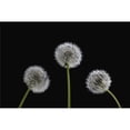 thumbnail image 1 of Posterazzi DPI1832549 Dandelion Seeds Poster Print, 18 x 12, 1 of 1