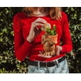 thumbnail image 6 of E.T. The Extra-Terrestrial 7-Inch Ceramic Planter With Artificial Succulent, 6 of 8
