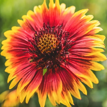 TomorrowSeeds - Indian Blanket Flower Seeds - 2000+ Count - For 2026 Planting Gaillardia Pulchella