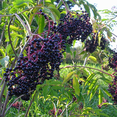 thumbnail image 5 of RedCrocus American Elderberry Sambucus Canadensis &mdash; Fragrant White Flowers, Edible Berries, Native Shrub for Garden, Pollinator-Friendly, Container Use  1 Gallon, 5 of 40