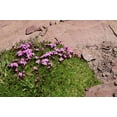 thumbnail image 3 of Purple Verbena Moss Seeds/ Perennial/ Full Sun/  120K Seeds 1/4 LB/ Zellajake Farm and Garden - B50, 3 of 4