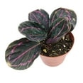 thumbnail image 3 of Calathea Dottie Prayer Plant (4" Minimalist Pot) - Colorful Foliage Houseplant for Home Office Decoration - Live, Healthy, Easy to Care Plant for Beginners, 3 of 7