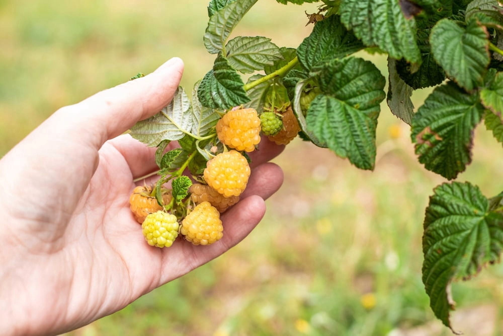 2 Golden Raspberry Plants – Live Fruit Bush (Rubus idaeus) – Sweet Yellow Heirloom Raspberries – High Yield Berry Plant for Outdoor Gardens