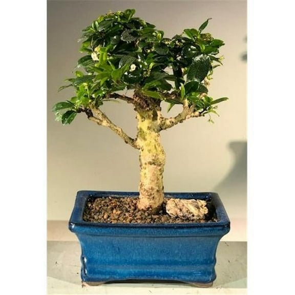 Bonsai Boy e1956 Flowering Fukien Tea Bonsai Tree with Upright Aged - Ehretia Microphylla