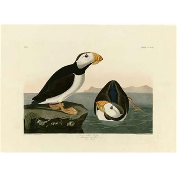 Grande Affiche de Matin Facturé par John James Audubon, 18 x 24 - Grand