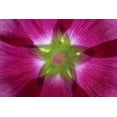 thumbnail image 2 of Paulson, Don 32x23 Gold Ornate Wood Framed with Double Matting Museum Art Print Titled - Washington, Seabeck Hollyhock blossom composite, 2 of 4