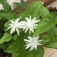 thumbnail image 2 of Belle of India Jasmine Plant for Small Gardens, Live Jasmine Belle of India Jasmine Plant 4-8 Inches Tall, 2 of 5