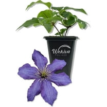 Clematis Rhapsody - Live Starter Plant in a 2 Inch Growers Pot - Starter Plants Ready for The Garden - Rare Clematis for Collectors