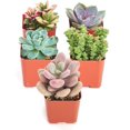 thumbnail image 3 of Home Botanicals | Premium Pastel Collection of Live Succulents | Hand Selected for Health, Size & Readiness | Collection of 5, 3 of 9