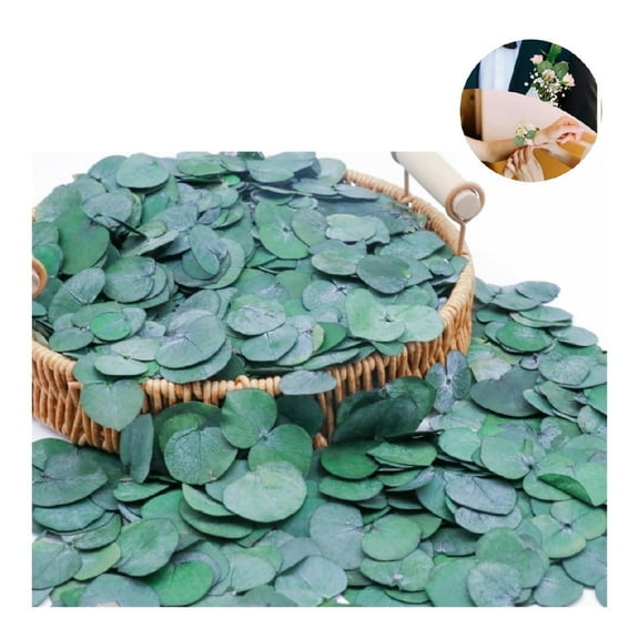QZS Preserved Real Eucalyptus Leaves,500  Green Natural Preserved Eucalyptus Decor for Birthday,Wedding Leaves Confetti for Anniversaries,Bridal Showers Decor