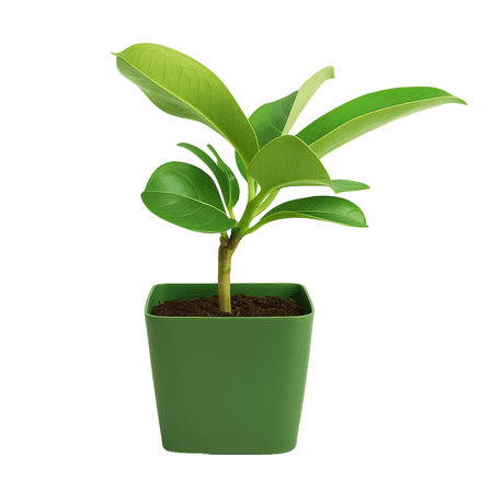 My Shelfie – Stephanotis floribunda (Madagascar Jasmine Vine), 2-Inch Live Flowering Plant with Green Foliage and Fragrant White Blooms for Garden Trellis, Fairy Garden, and Indoor Décor