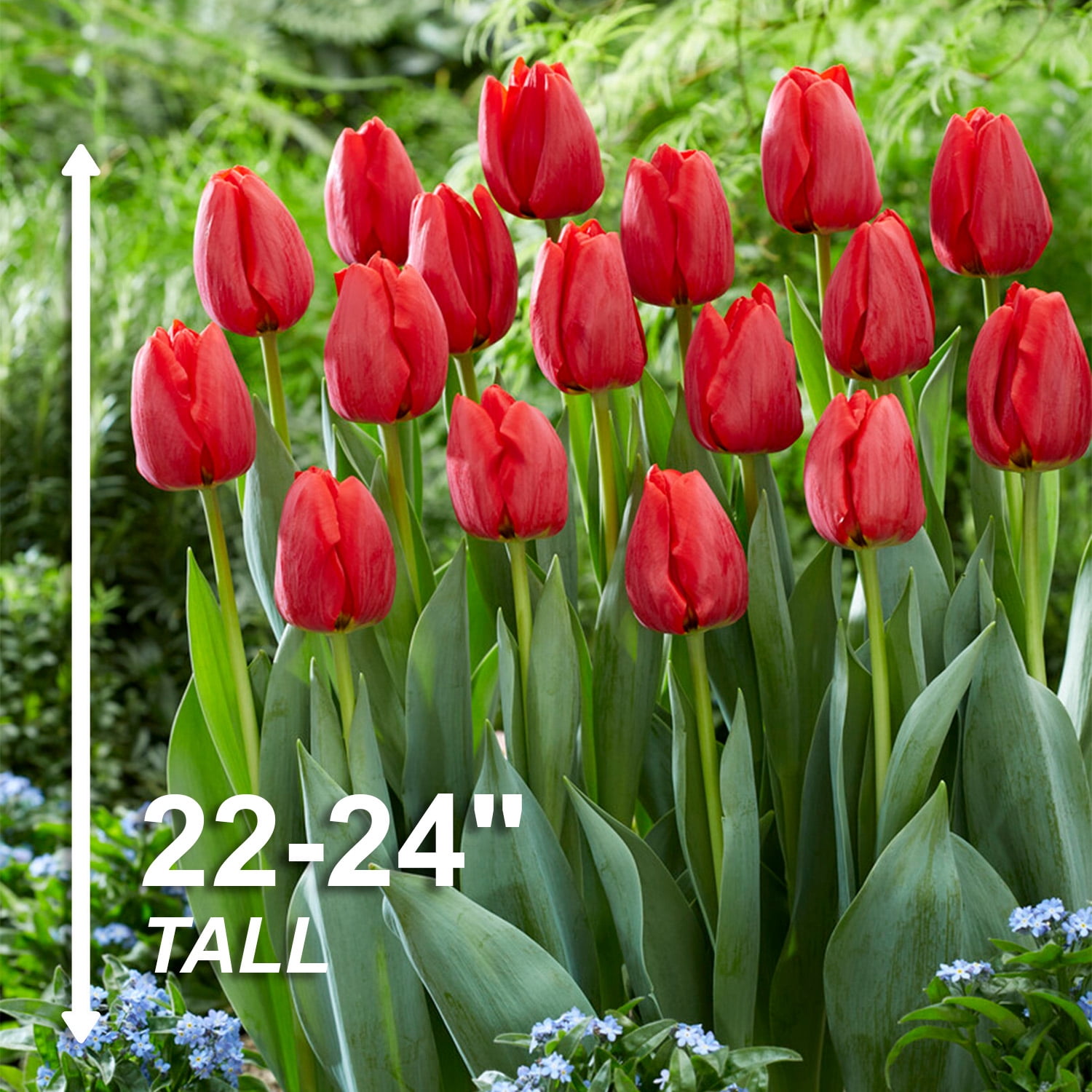 Garden State Bulb Darwin Hybrid Red Impression Tulip Bulbs, 12/+ cm (Bag of 25)