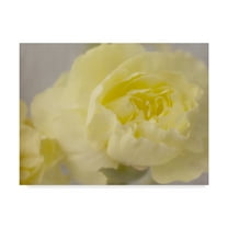 Trademark Fine Art 'Rose Whisper III' Canvas Art by Judy Stalus