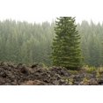 thumbnail image 2 of Berzel, Erin 24x17 Gold Ornate Wood Framed with Double Matting Museum Art Print Titled - Willamette Natl Forest VI, 2 of 4