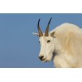thumbnail image 2 of Archer, Ken 24x17 Gold Ornate Wood Framed with Double Matting Museum Art Print Titled - Mountain goat billy, 2 of 4
