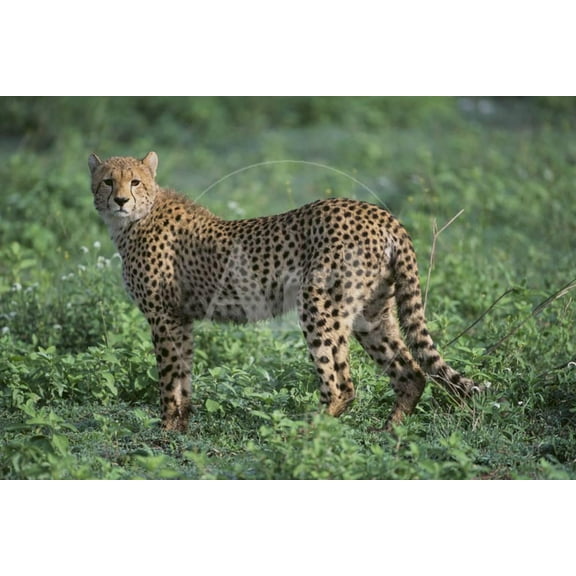 Cheetah, Animals Unframed Photographic Print Wall Art by DLILLC Sold by ArtCom