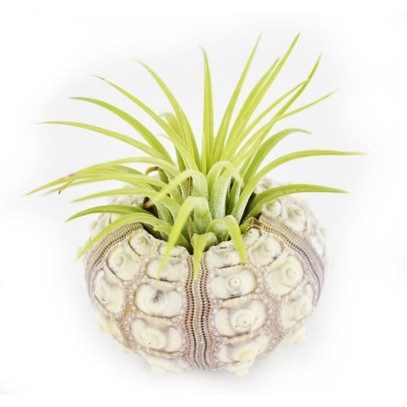 Beautiful Air Plant Sputnik Sea Urchin Set - Nautical Gift Beach Decor Coastal 1 1/2" Tillandsia Beach Cottage Decor (1)