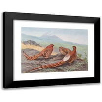 George Edward Lodge 14x11 Black Modern Framed Museum Art Print Titled - Scintillating Copper Pheasant, Ijima's Copper Pheasant (1918-1922)