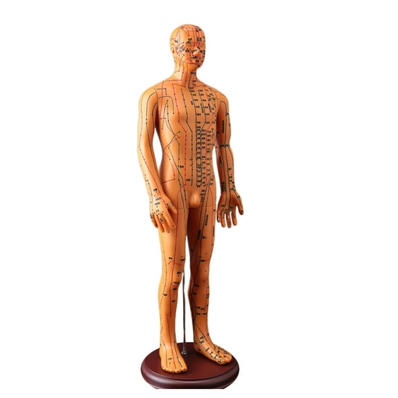 Human Acupuncture Model with Meridian Points Male Acupuncture Model Female Acupuncture Model with Numbered Chinese Point
