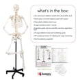 thumbnail image 4 of Axis Scientific Human Skeleton Model for Anatomy - Life Size Skeleton Anatomy Model - Includes 27 Page Study Guide, Bone Numbering Guide, Cover & Stand, 4 of 4