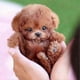 thumbnail image 2 of My Realistic Robot Puppy Electronic Interactive Pet Dog Cute Gifts Toys For Girls Kids Po, 2 of 2