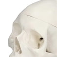 thumbnail image 3 of Simulation 1:1 Human Head Skull Model Removable PVC Skull Model for Anatomy Learning Course, 3 of 4