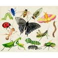 thumbnail image 2 of Ludwig, Alicia 14x12 Gold Ornate Wood Framed with Double Matting Museum Art Print Titled - Bugdom I, 2 of 4