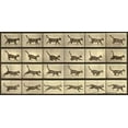 thumbnail image 2 of Muybridge, Eadweard 24x14 Gold Ornate Wood Framed with Double Matting Museum Art Print Titled - Motion Study: Running Cat, 2 of 4