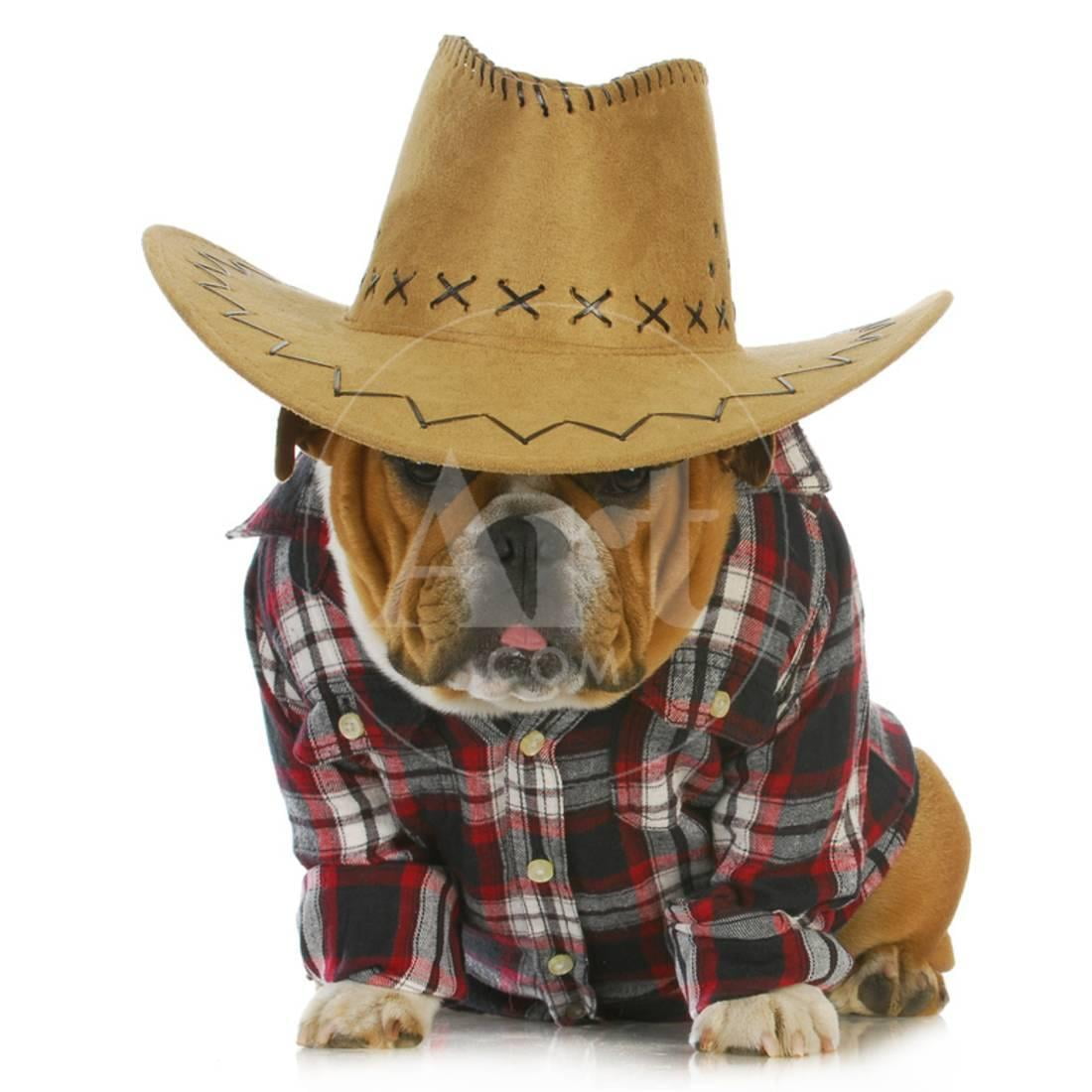 english bulldog hat